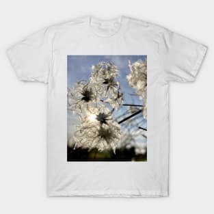 Sunlight through an Old Man's Beard - This Clematis is a Traveller's Joy T-Shirt